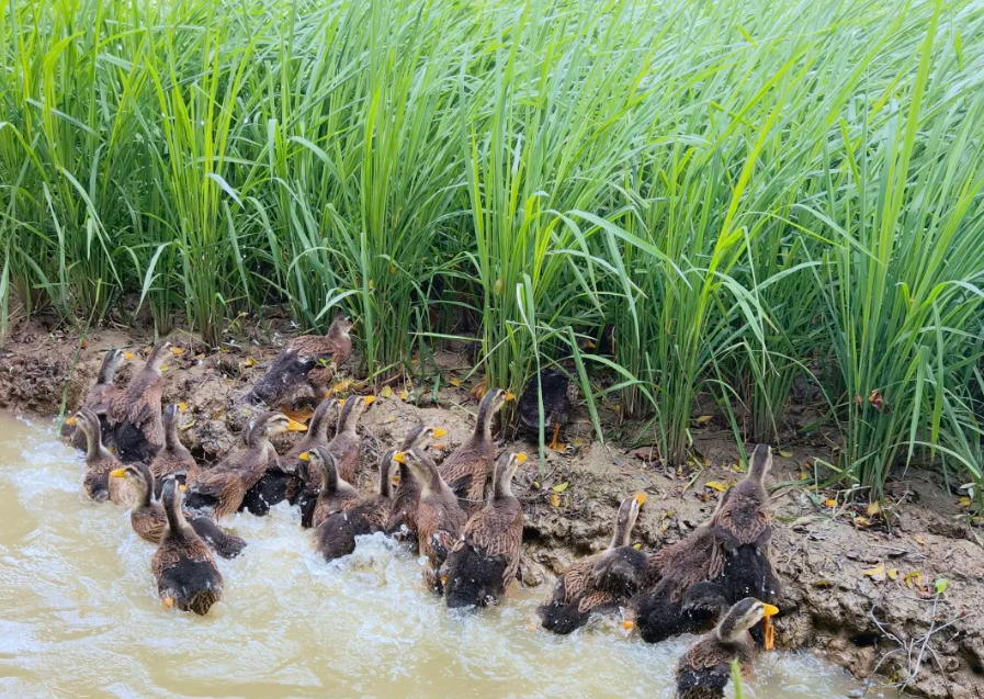 1736567345219830.png image.png